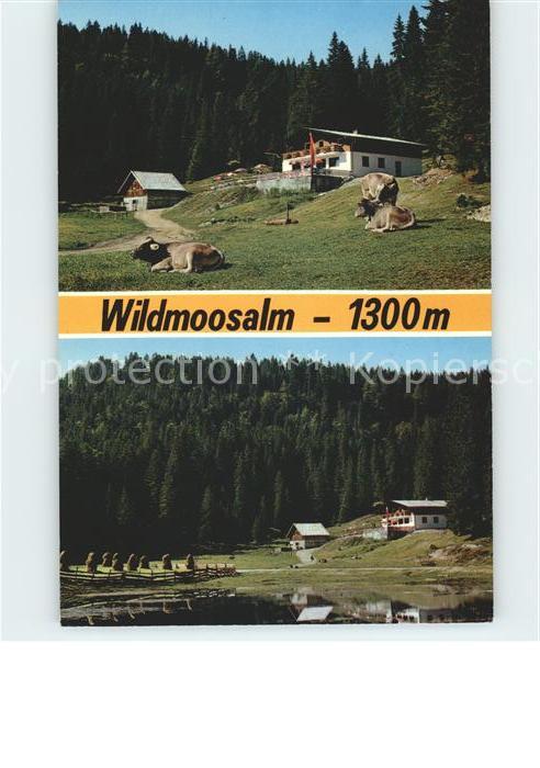 Wildmoos Wildmoosalm Kuehe See