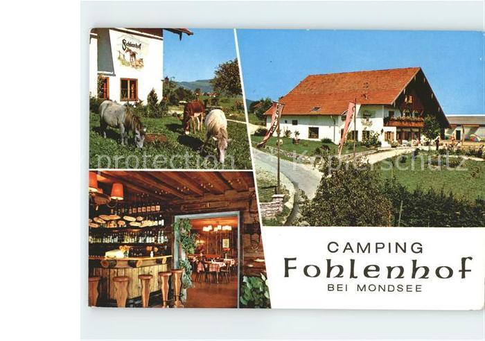 Mondsee Salzkammergut Camping Fohlenhof Pferde