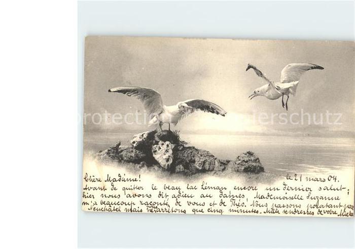 Moewen Seagulls Mouettes Gabbiani Gaviotas--