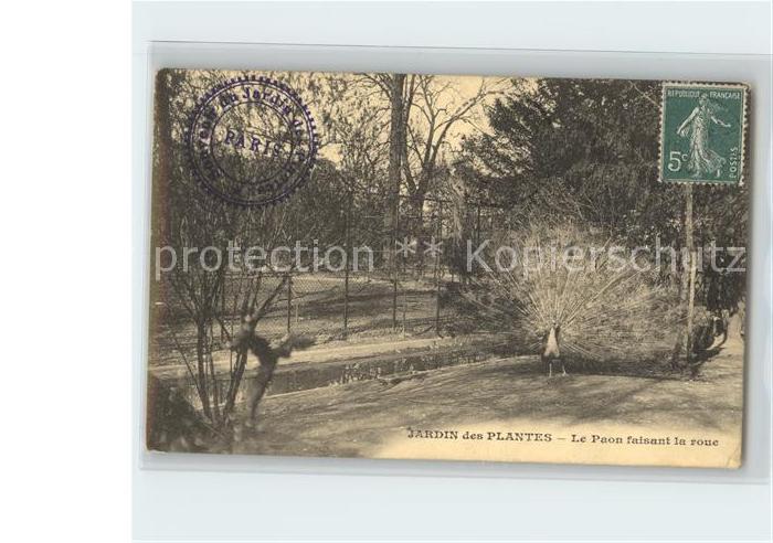 Voegel Birds Oiseaux Uccelli Pajaros-- Pfau Jardin des Plantes Paris Paon