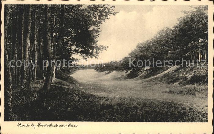 Soesterberg Bosch bij Soesterbergsestraat