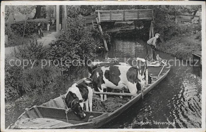 Giethoorn Veevervoer Kahn Wasserstrasse Kuh