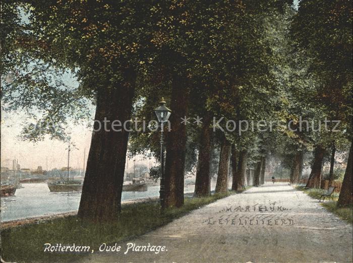 Rotterdam Oude Plantage Baumallee
