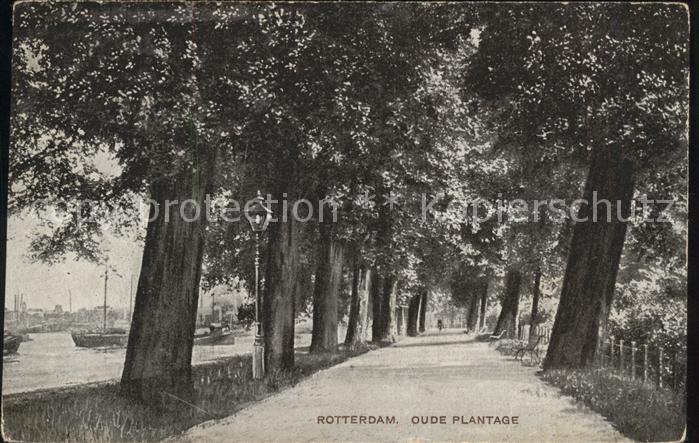 Rotterdam Oude Plantage Baumallee