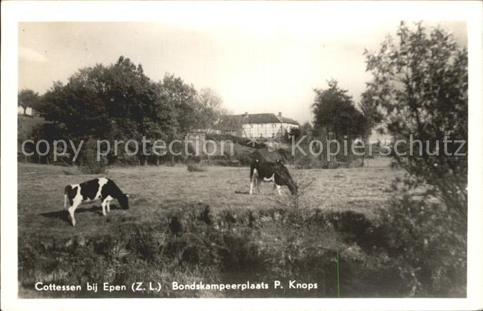 Cottessen Bondskampeerplaats P. Knops Viehweide Kuehe