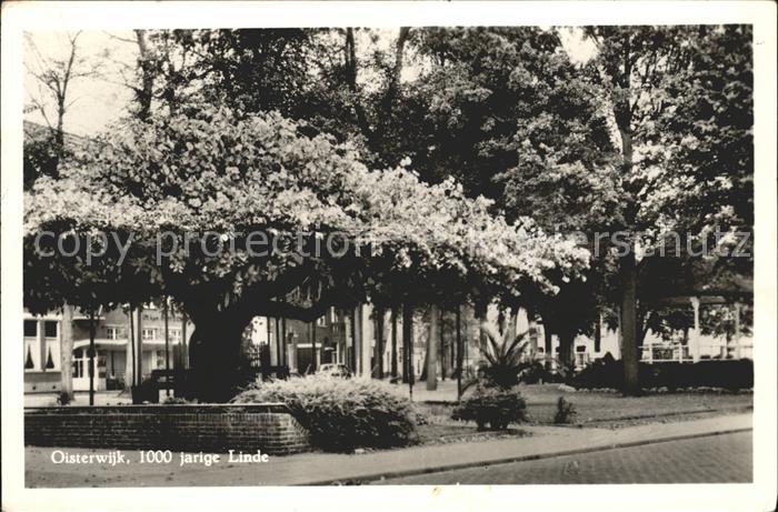 Oisterwijk 1000 jarige Linde