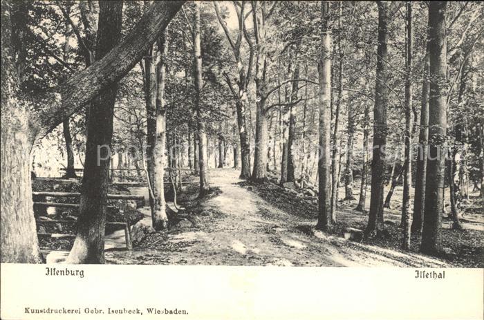 Ilsenburg Harz Waldpartie im Ilsetal