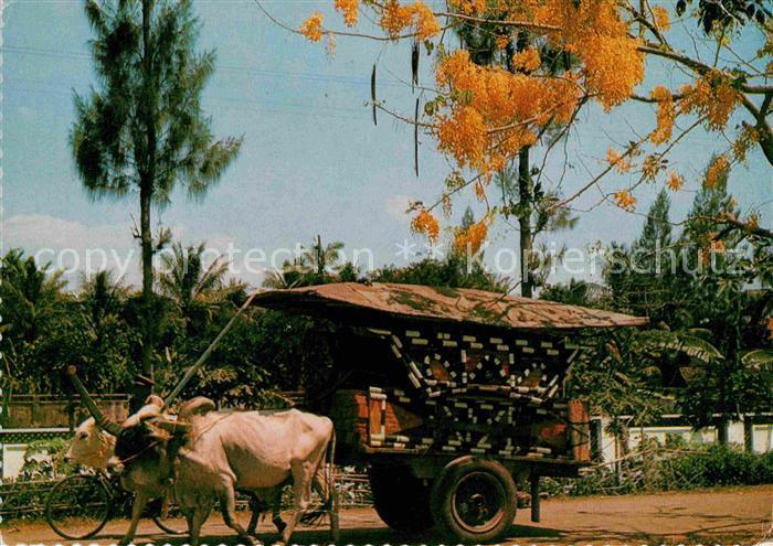 Java Indonesien The bull cart