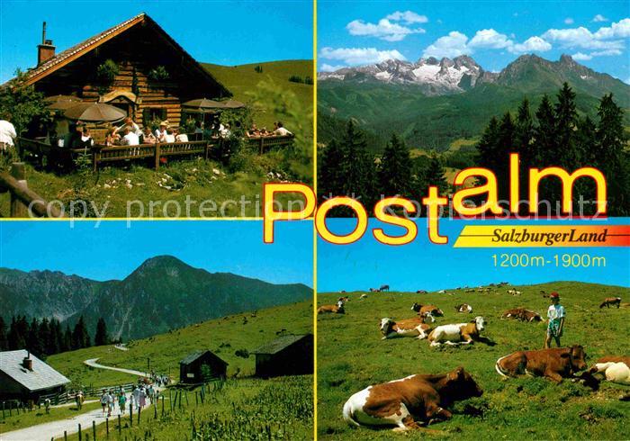 Strobl Postalm Kuh