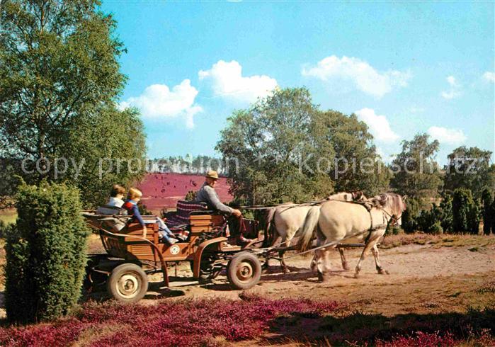 Pferdekutschen Kutschwagenfahrt Lueneburger Heide