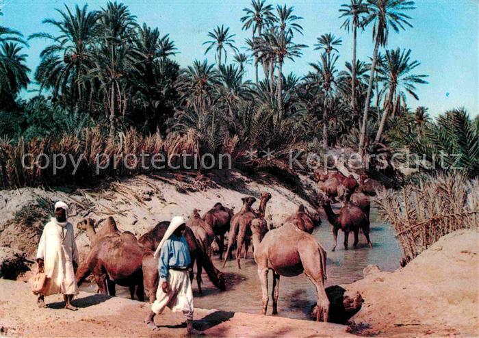 Kamel  Camel Chameau Tunesien Sud Tunisien