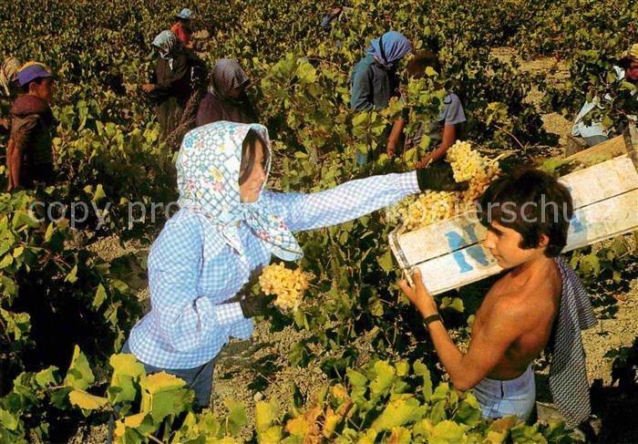 Ernte Landwirtschaft Weinernte Vendanges Cyprus
