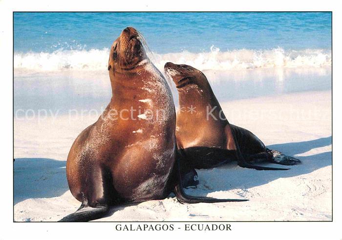 Seehunde Robben Isla Espanola Bahia Gardner Lobo de Mar Seeloewe