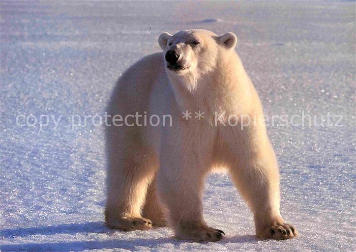 Eisbaer Ours Blanc Polar Bear