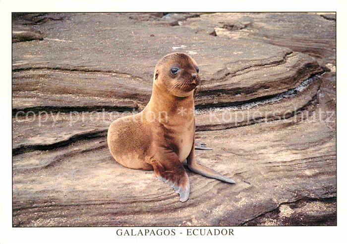 Seehunde Robben Isla Santiago Puerto Egas Lobo de Mar S