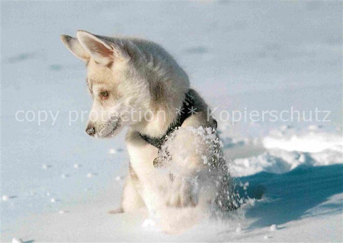 Hunde Husky