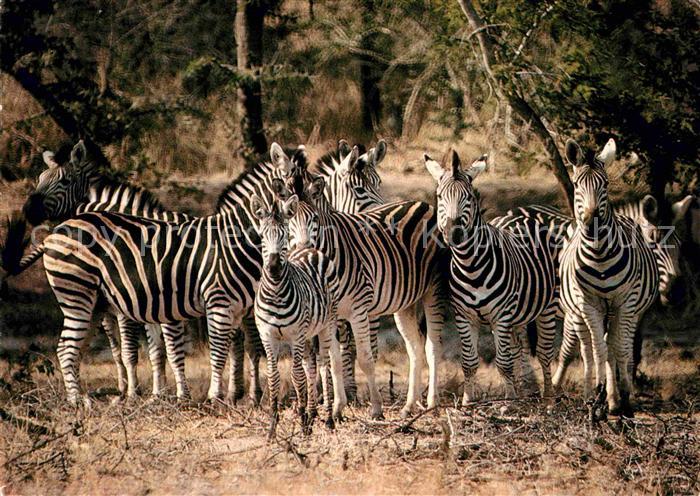 Zebra Cape mountain zebra Burchell's zebra