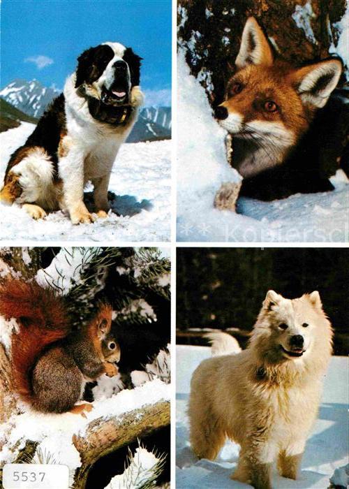 Bernhardiner Fuchs Eichhoernchen