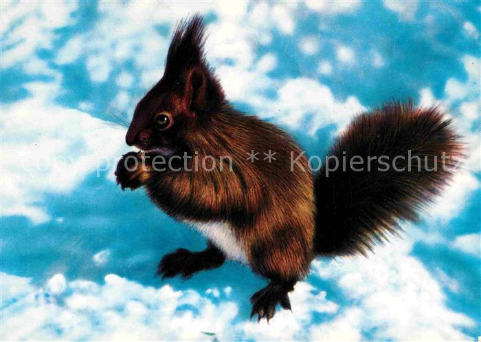 Eichhoernchen Ecureuil Squirrel
