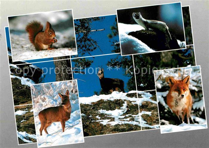 Tiere Alpentiere Fuchs Eichhoernchen Reh Gemse