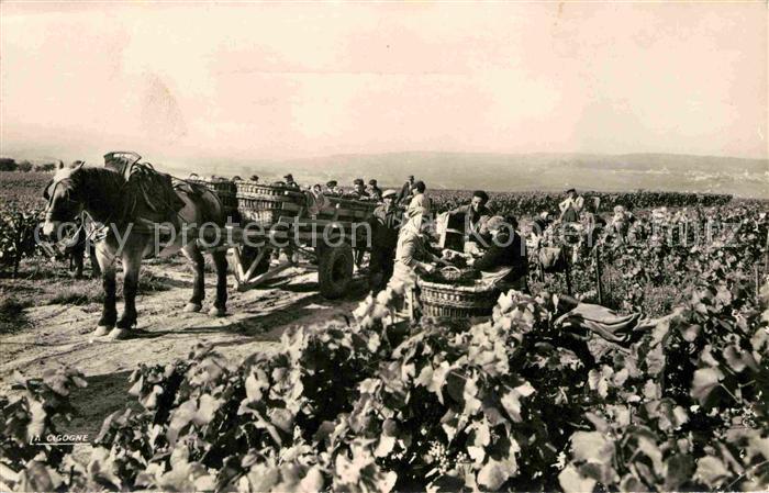 Reims Champagne Ardenne Vendanges en Champagne Le raisin quitte la vigne Weinles