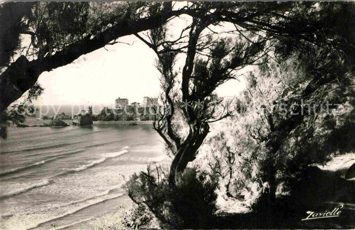 Biarritz Pyrenees Atlantiques Promenade sous les Tamaris a la Cote des Basques