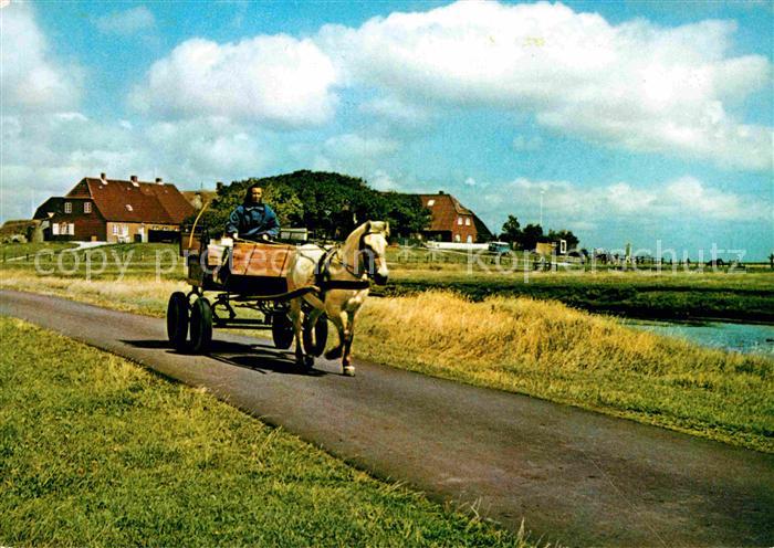 Hallig Hooge Backenswarft Pferdewagen