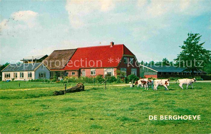 Epe Gelderland Kampeerboerderij De Berghoeve Urlaub auf dem Bauernhof Kuehe