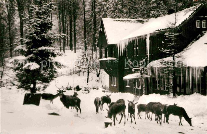 Bad Harzburg Wildfuetterung am Harzhotel Molkenhaus Rehe