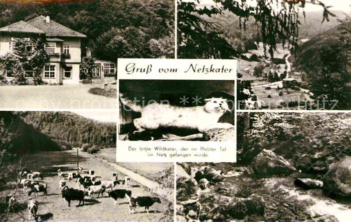 Netzkater Kuehe Bach