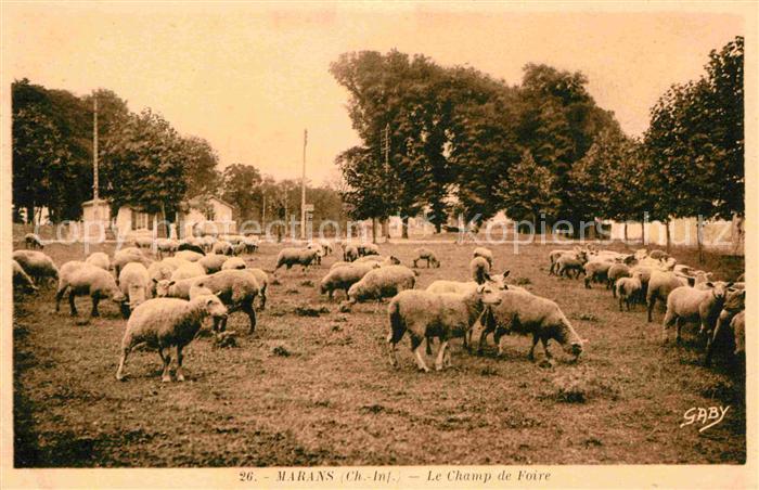 Marans Charente-Maritime Champ de Foire Schafherde