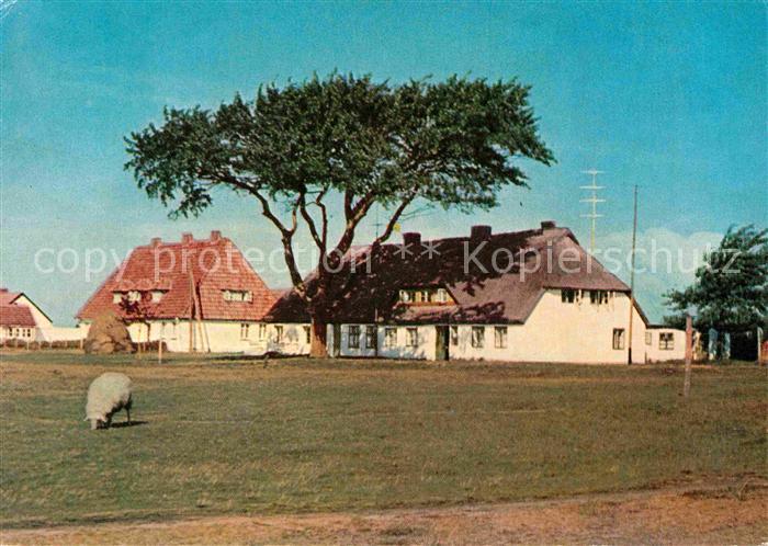 Insel Hiddensee Fischerhaeuser Neuendorf Schaf