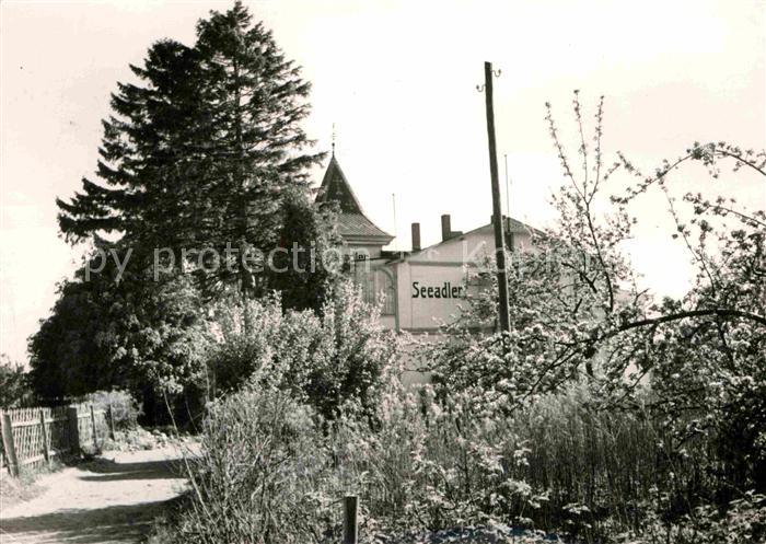 Sellin Ruegen Seeadler