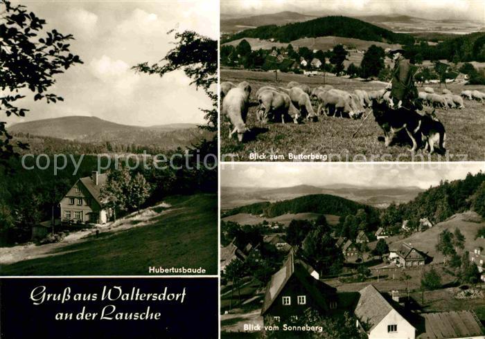 Waltersdorf Zittau Hubertusbaude Panorama Blick vom Butterberg Schafherde Schaef