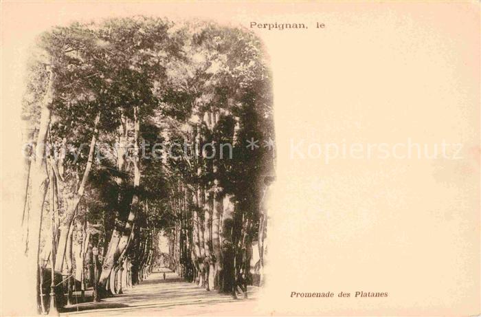 Perpignan Promenade des Platanes