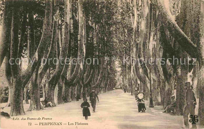Perpignan Les Platanes