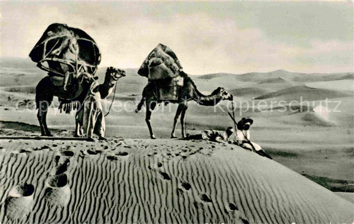 Kamel  Camel Chameau aegypten