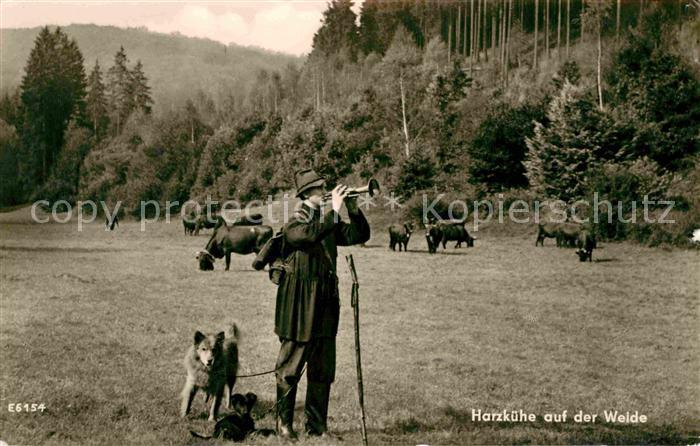 Hirte Harzkühe Hunde