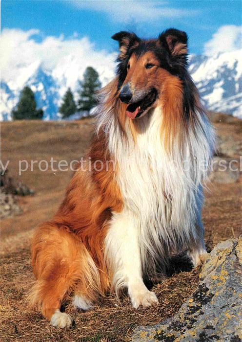 Hunde Collie