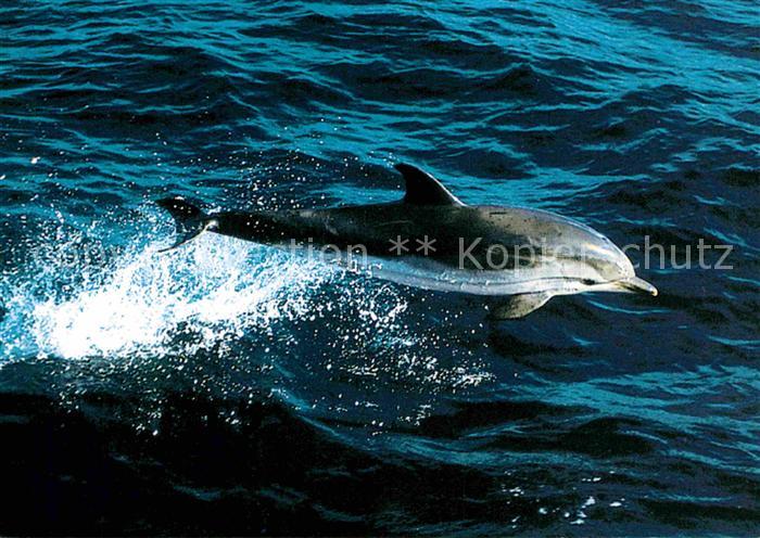 Delfine Delphine Dolphins Dauphins Delfi Blau-Weisse Delfine