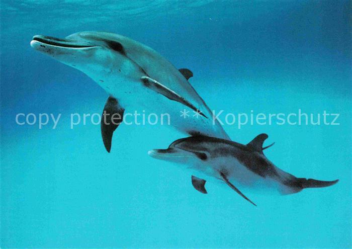 Delfine Delphine Dolphins Dauphins Delfines Schutz Meeressaeuger Schweiz