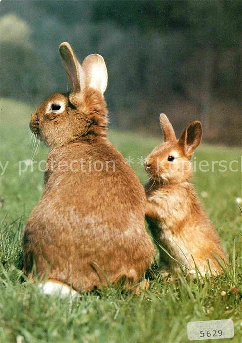 Hasen Rote Neuseelaender Lapins Rabbits