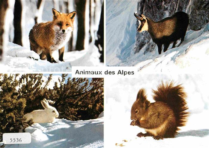 Eichhoernchen Fuchs Gemse Schneehase