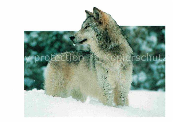 Wolf Tiere Canis lupus Gray wolf