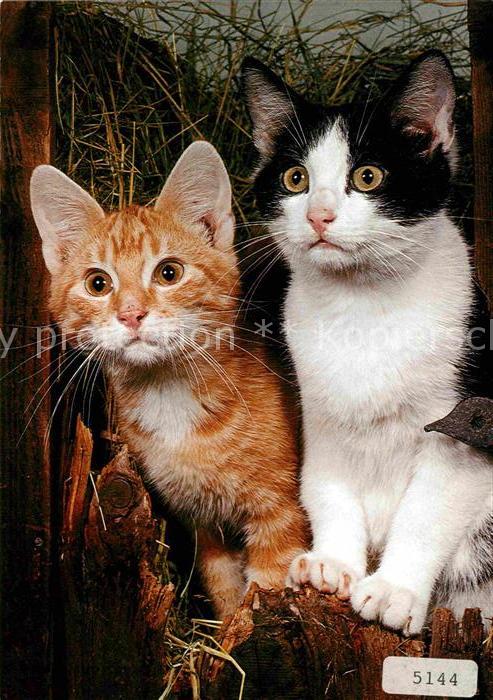 Katzen Hauskatzen