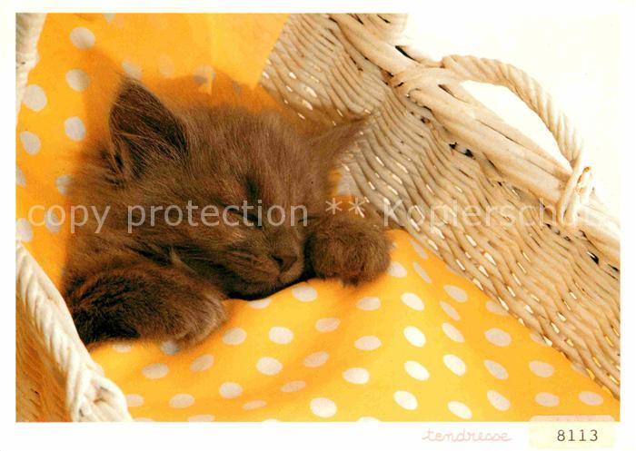 Katzen