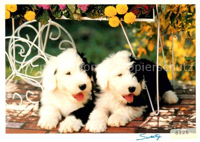 Hunde Welpen