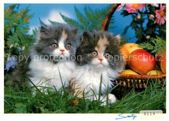 Katzen