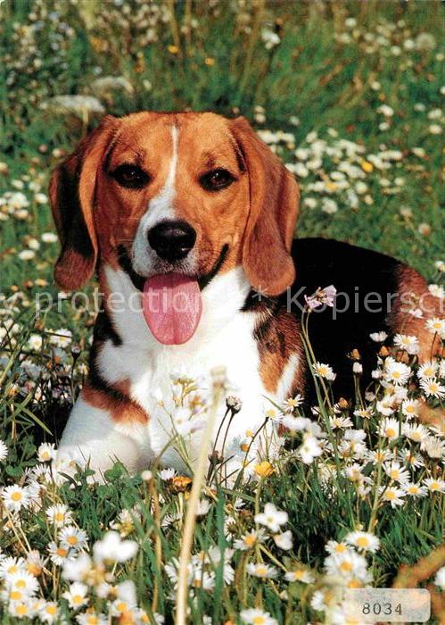 Hunde Beagle
