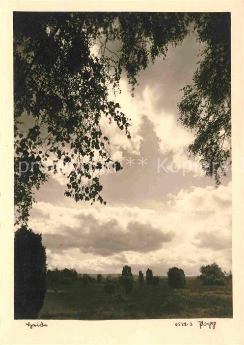 Foto Popp Nr. 6522-3 Heide